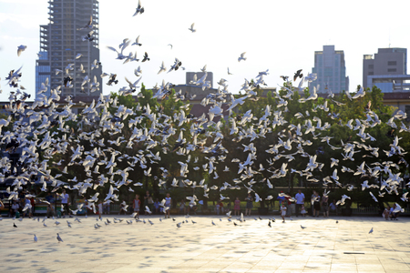 Dove on the squareの写真素材