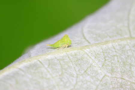 green leafhopper on plant in the wild