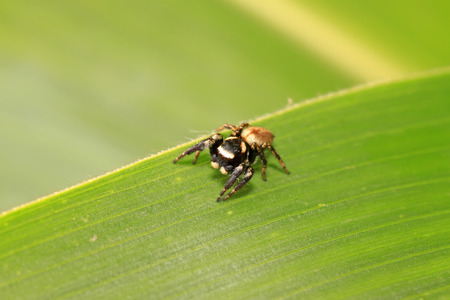 Holoplatys on plant in the wild