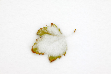 Leaves on the snowの写真素材