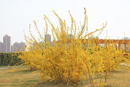 Forsythia flowers in a botanical gardenの写真素材