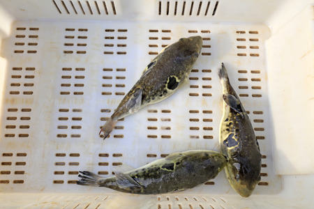 takifugu rubripes close up view in a basket