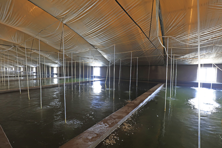 Mariculture pond in Chinaのeditorial素材