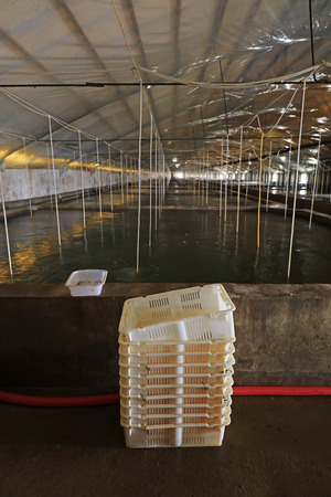 White plastic baskets in Mariculture pondのeditorial素材