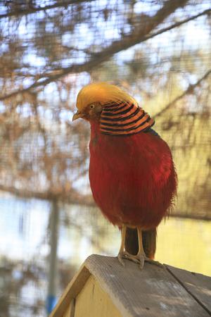 Close up view of a bird in the zooの写真素材