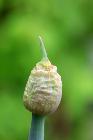 Scallion bud in a garden

の写真素材