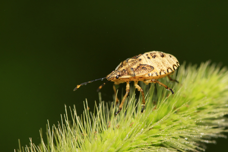 stinkbug on plant in the wild