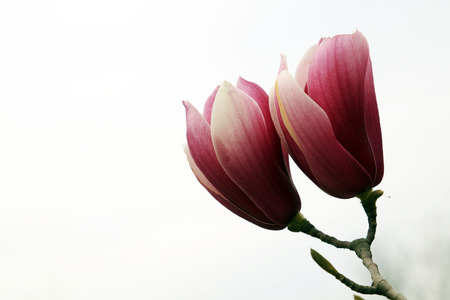 Magnolia flower in the wildの写真素材