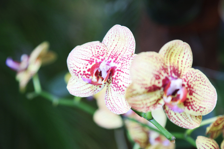 Moth orchid Flower 

の写真素材