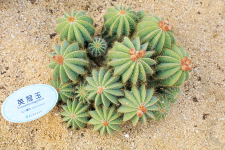 Cactus botany in a park

のeditorial素材