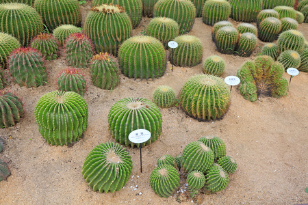 Cactus botany in a parkのeditorial素材