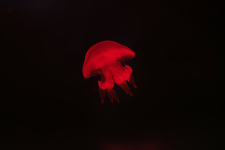 jellyfish in the aquariumの写真素材