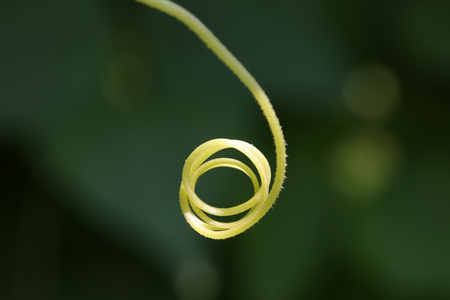 Seedling vine like a mechanical springの写真素材