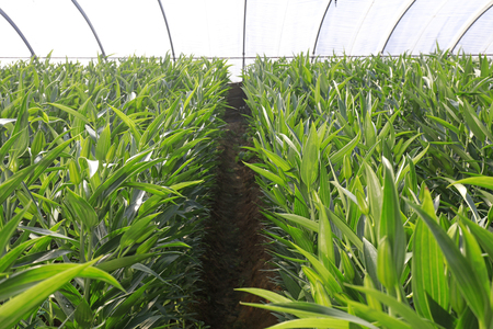 Lilies grow in the greenhouse

の写真素材