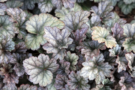 green plant in the botanical garden
