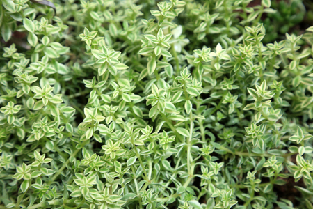 Green foliage plants