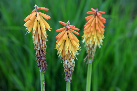 Flower inflorescence in the botanical gardenの写真素材
