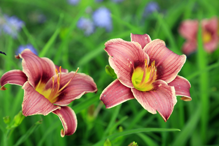 Lily in the botanical gardenの写真素材