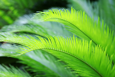 Sago Cycas Budの写真素材
