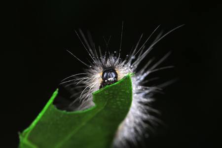 caterpillar is in the natural environment