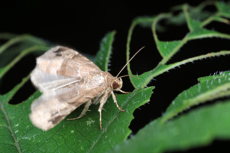Moths in the nature