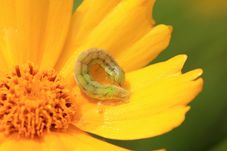 Meat insects in the natural environmentの写真素材