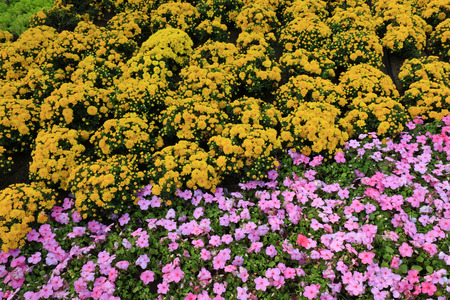 chrysanthemum in the gardenの写真素材