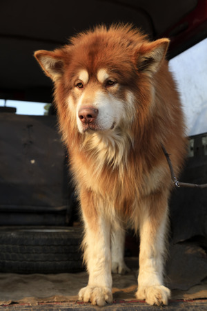 Alaska sled dogの写真素材