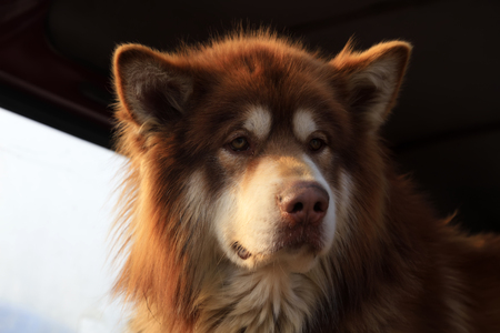 Alaska sled dogの写真素材