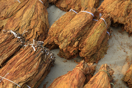 dry tobacco on the stallの写真素材