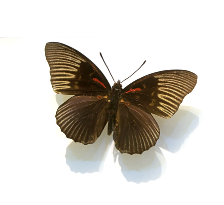 beautiful butterflies in the white backgroundの写真素材