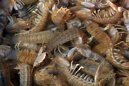 Fresh shrimps