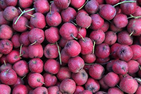 Fresh hawthorn fruit