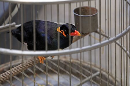 wren in the cage