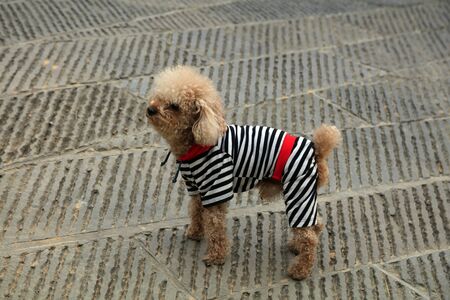 Pet dog Teddy
