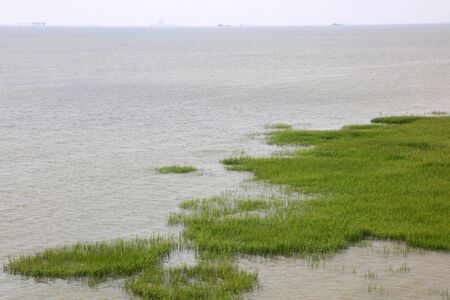 Green aquatic plants on the coast