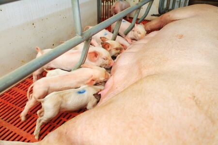 young pig feeding in a farm