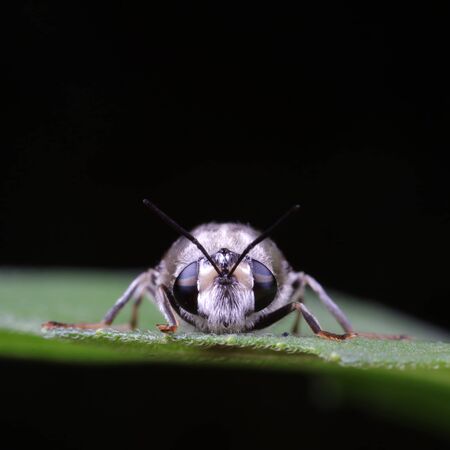 Diptera insects in nature