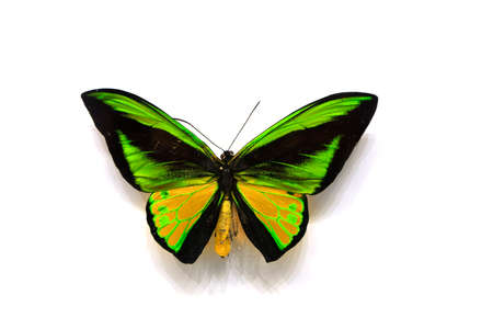 beautiful butterfly in the white backgroundの写真素材