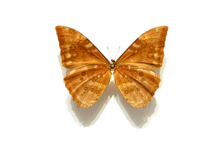beautiful butterflies in the white background
