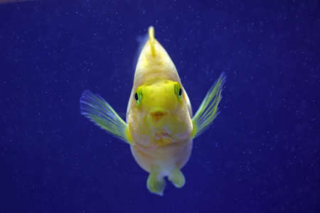 Tropical golden parrot fish in blue background