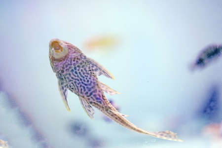 Tropical fish scavengerの写真素材