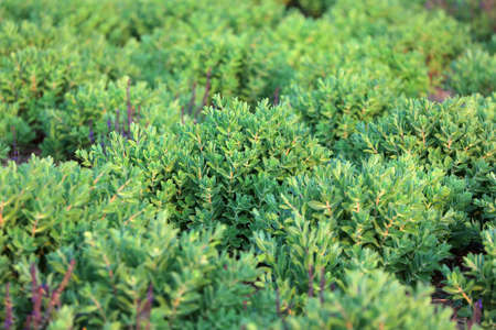 sedum plant in the park