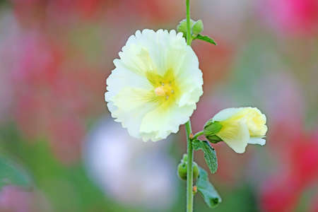 Hollyhock flower blossoms in the park, Luannan County, Hebei Province, Chinaの写真素材