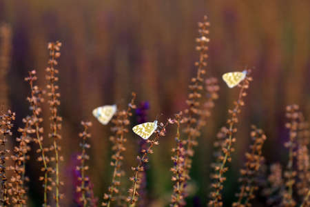 Cloud-pink butterflies on lavender flowersの写真素材