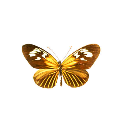 beautiful butterflies in the white backgroundの写真素材