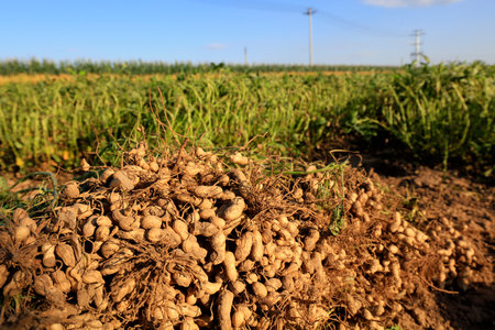 Peanuts are piled on the ground.の写真素材