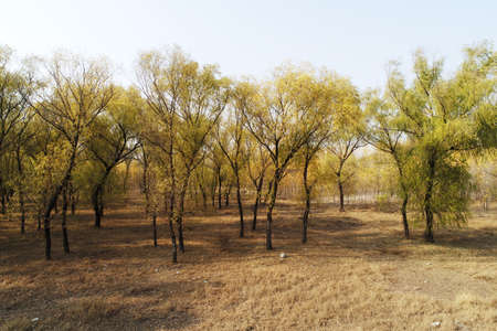 Forestry scenery, aerial photographsの写真素材