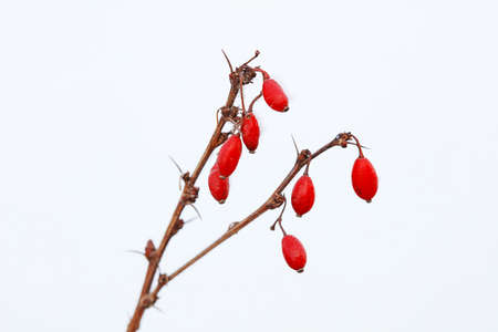 Snow on the Berberis thunbergii fruitの写真素材