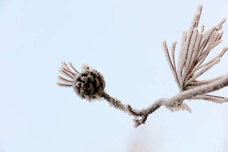 Snow on a pine treeの写真素材